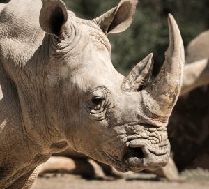 Zoo de Montpellier