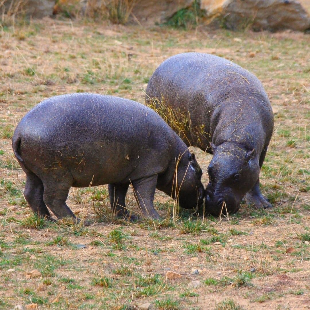 Illustration Cohabitation de femelles hippopotames pygmées