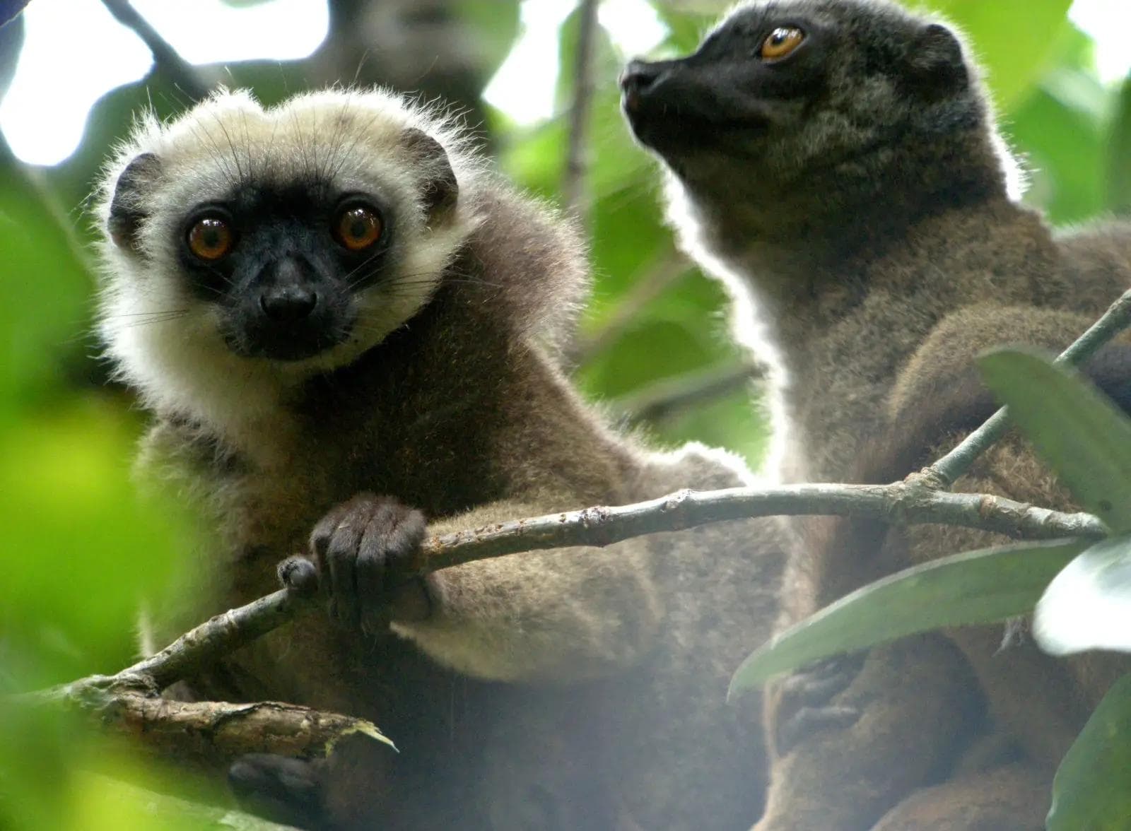 Illustration Contact introduction for White-fronted lemurs