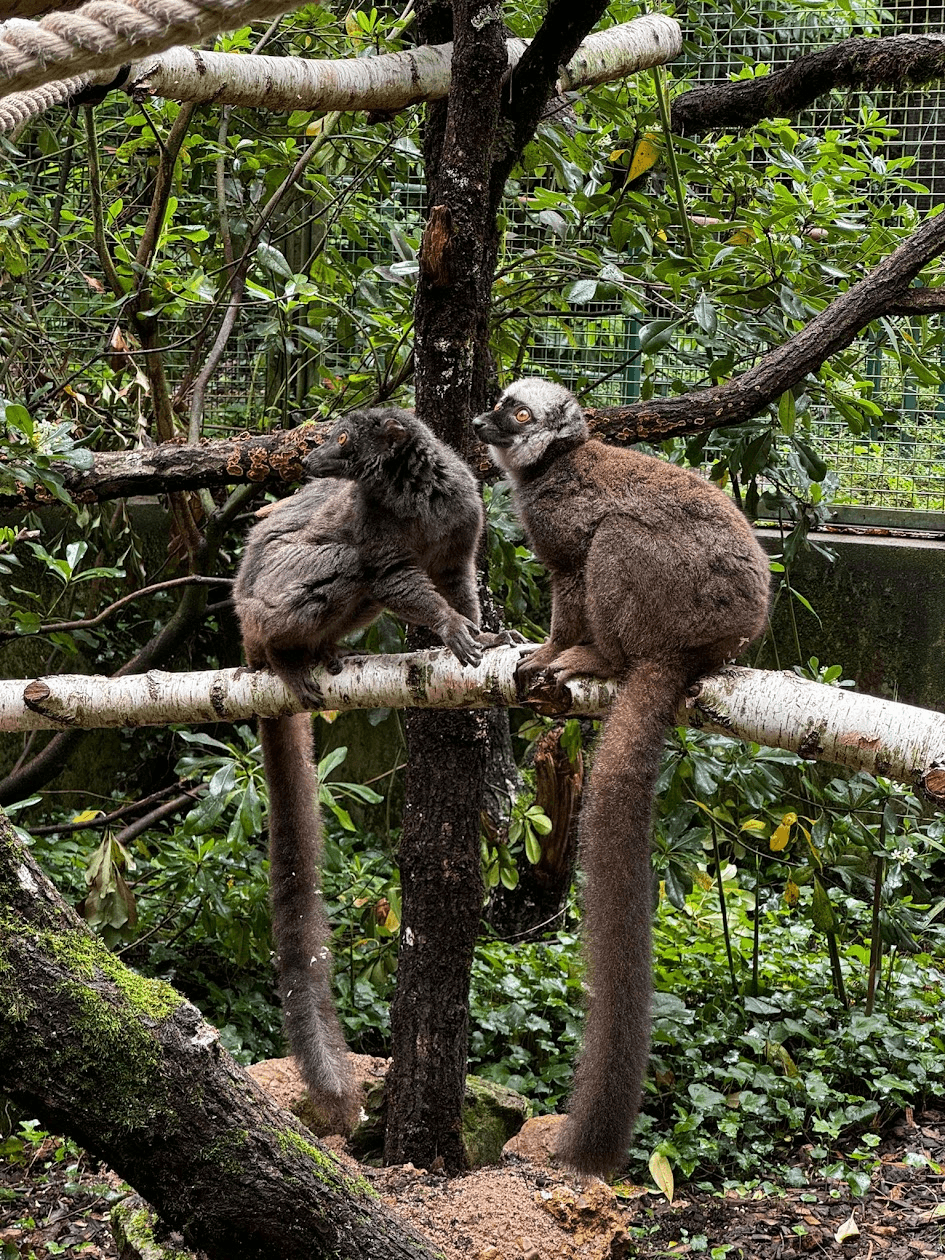 Couple de lémuriens ensemble