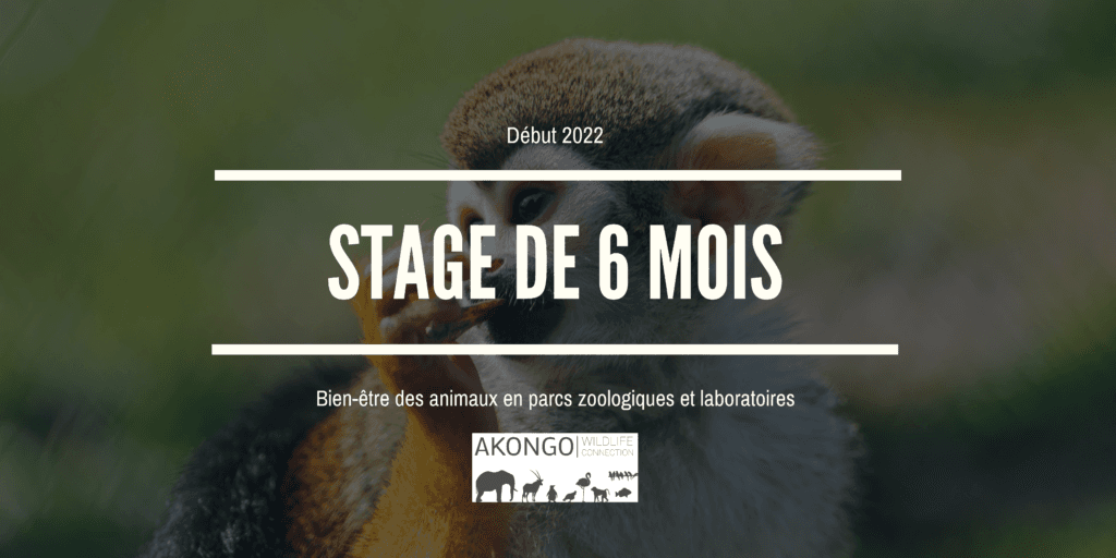 Illustration Offre de stage – Evaluation du bien-être des animaux en parcs zoologiques et en laboratoire