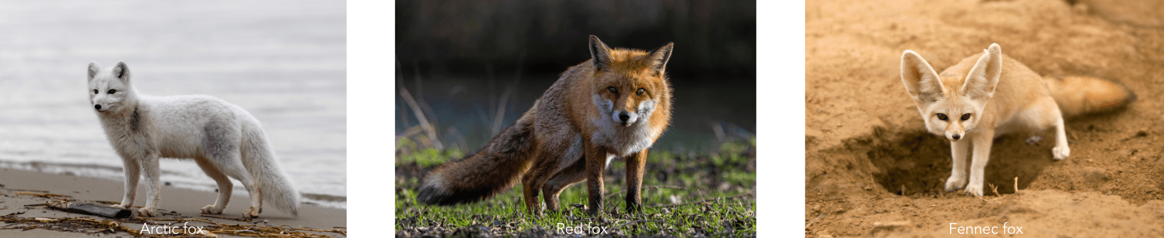 Arctic fox / Red fox / Fennec fox