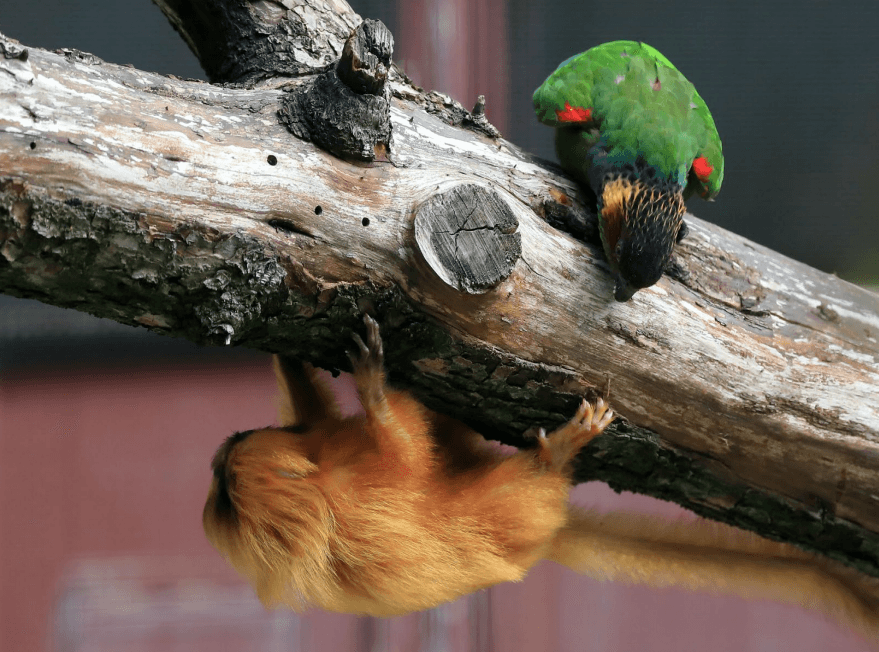 Illustration Conures - tamarins: a mixed species exhibit 