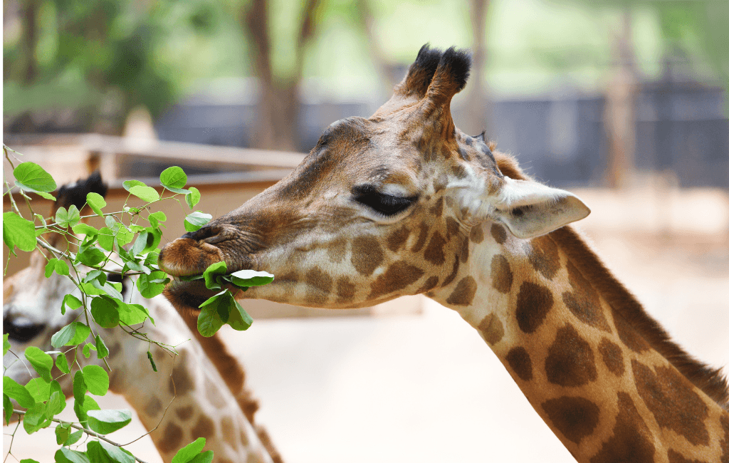 Gestion des herbivores