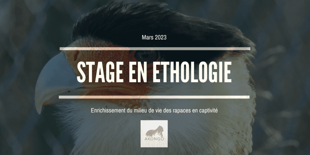 Illustration Offre de stage – Effet de l’enrichissement du milieu sur le comportement des rapaces