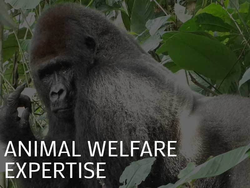 Expertise in animal welfare illustration