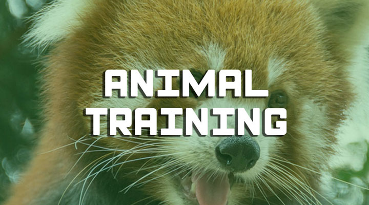 Formation animal training zoo